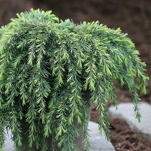  Cedrus Deodara Feelin' Blue