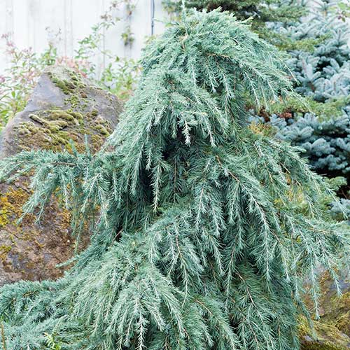  Cedrus Deodara Feelin' Blue