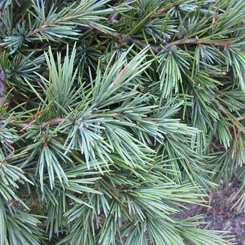  Cedrus Deodara Feelin' Blue