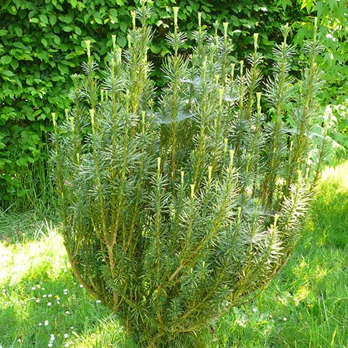 Cephalotaxus Harringtonia Fastigiata