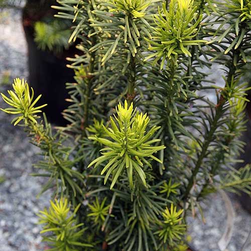  Cephalotaxus Harringtonia Fastigiata