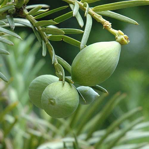  Cephalotaxus Harringtonia Fastigiata