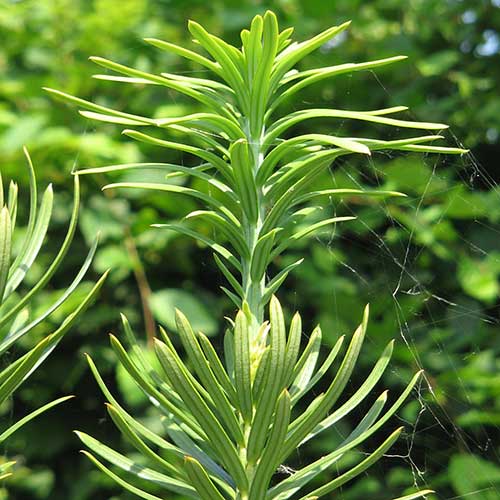  Cephalotaxus Harringtonia Fastigiata