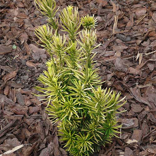  Cephalotaxus Harringtonia Fastigiata