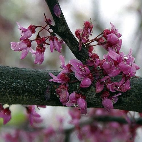 Cercis Canadensis Forest Pansy