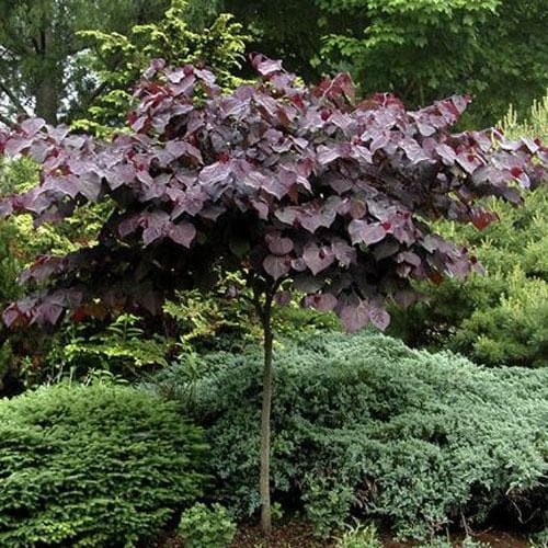  Cercis Canadensis Forest Pansy