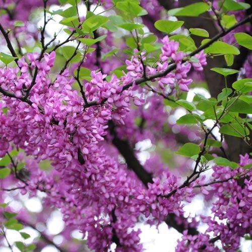  Cercis Siliquastrum
