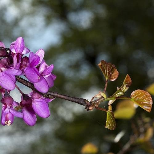  Cercis Siliquastrum