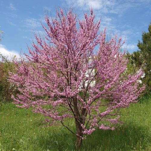  Cercis Siliquastrum