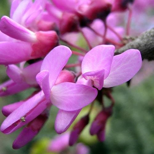  Cercis Siliquastrum
