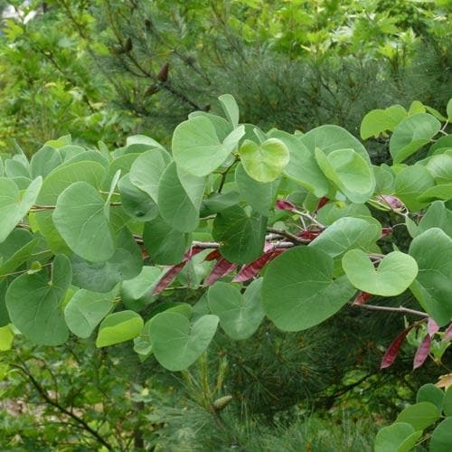  Cercis Siliquastrum