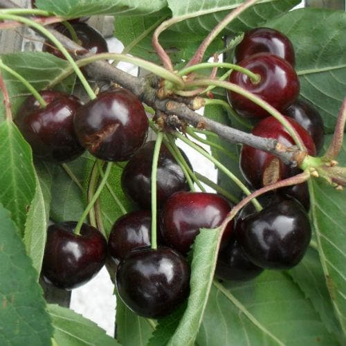  Cherry Early Rivers