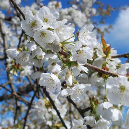  Cherry Early Rivers