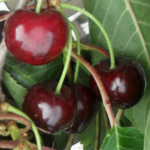  Cherry Early Rivers