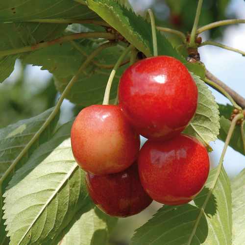  Cherry Merton Glory