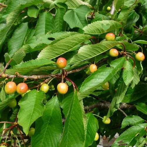  Cherry Merton Glory