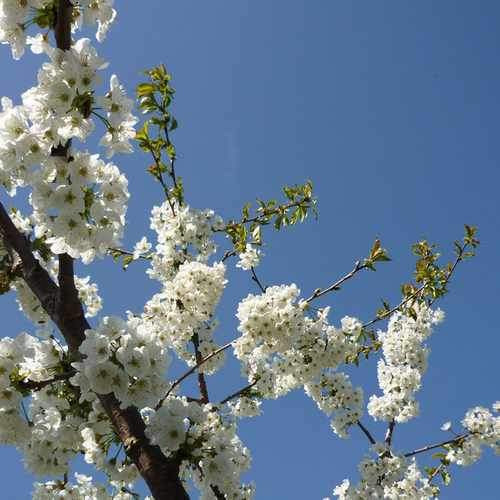  Cherry Merton Glory