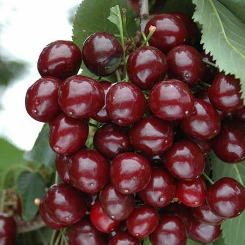  Cherry Morello