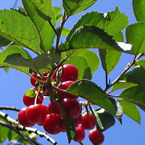  Cherry Morello