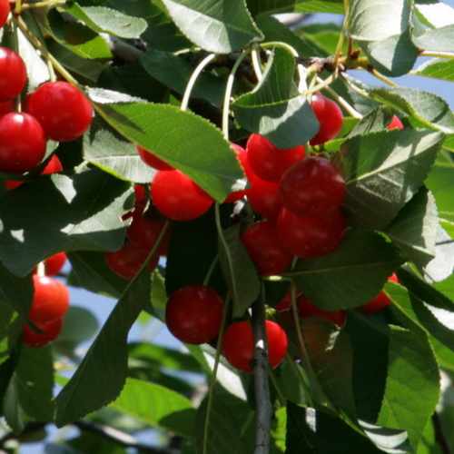  Cherry Morello