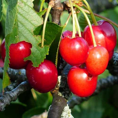  Cherry Morello