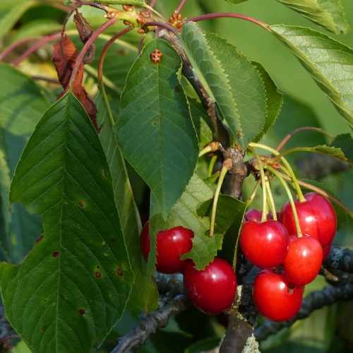  Cherry Morello