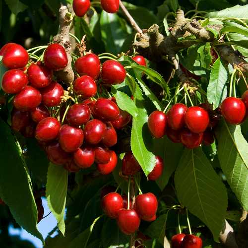  Cherry Stella
