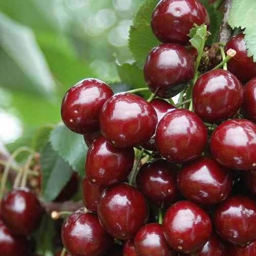  Cherry Stella