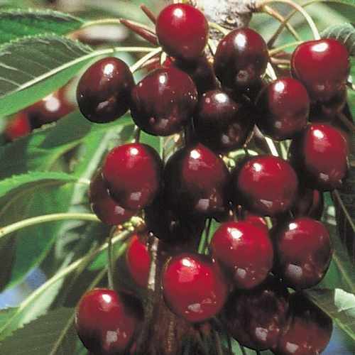  Cherry Stella