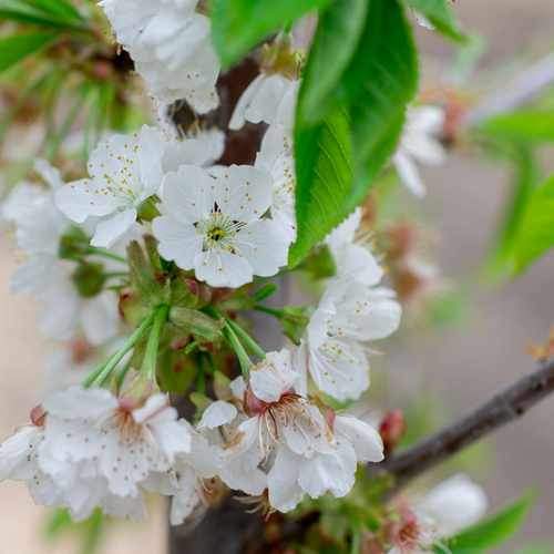  Cherry Stella