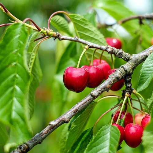  Cherry Stella