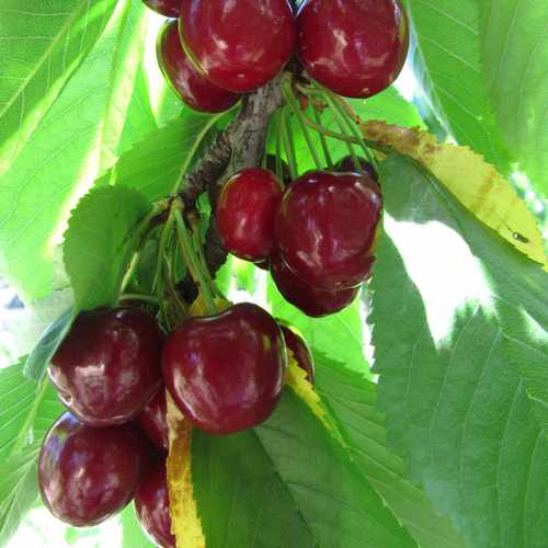  Cherry Stella