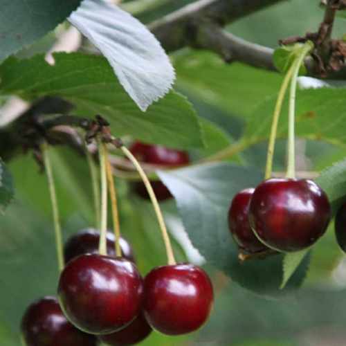  Cherry Sunburst