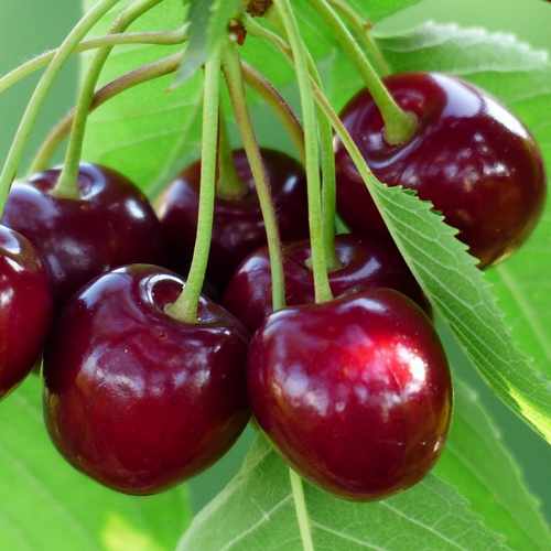  Cherry Sunburst