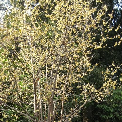  Chimonanthus Praecox