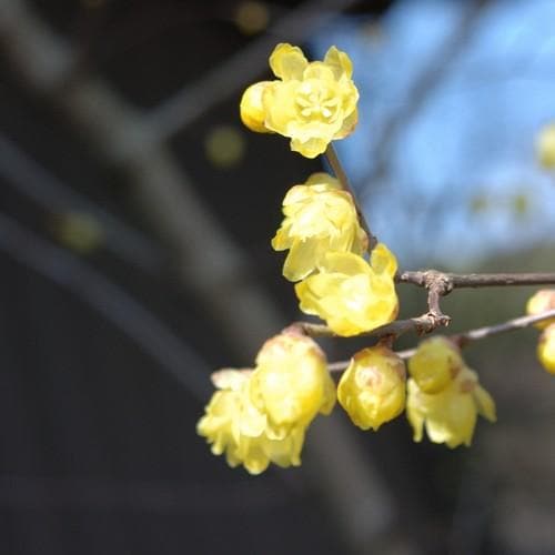  Chimonanthus Praecox