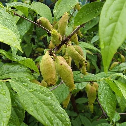  Chimonanthus Praecox