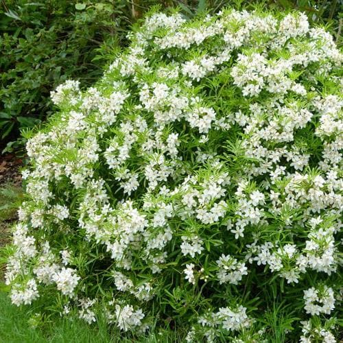  Choisya Ternata Aztec Pearl