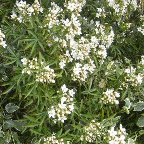  Choisya Ternata Aztec Pearl
