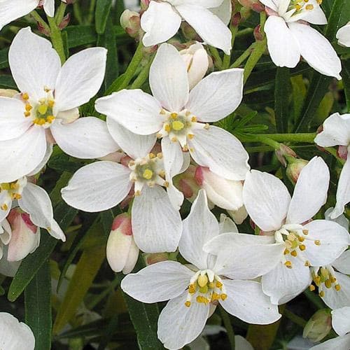 Choisya Ternata Aztec Pearl