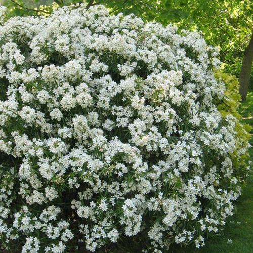  Choisya Ternata Aztec Pearl