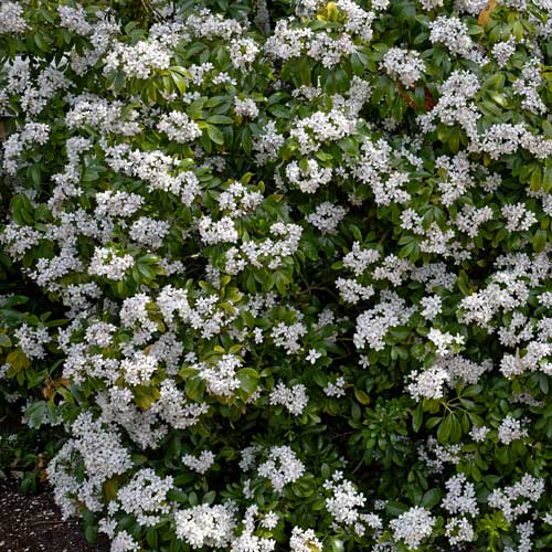  Choisya Ternata Aztec Pearl