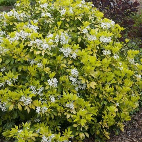  Choisya Ternata Sundance