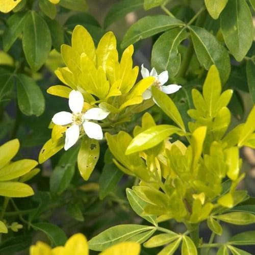  Choisya Ternata Sundance