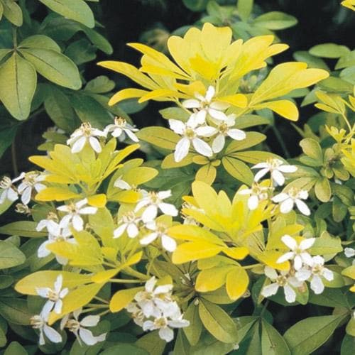  Choisya Ternata Sundance