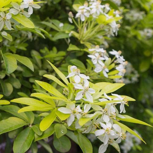  Choisya Ternata Sundance