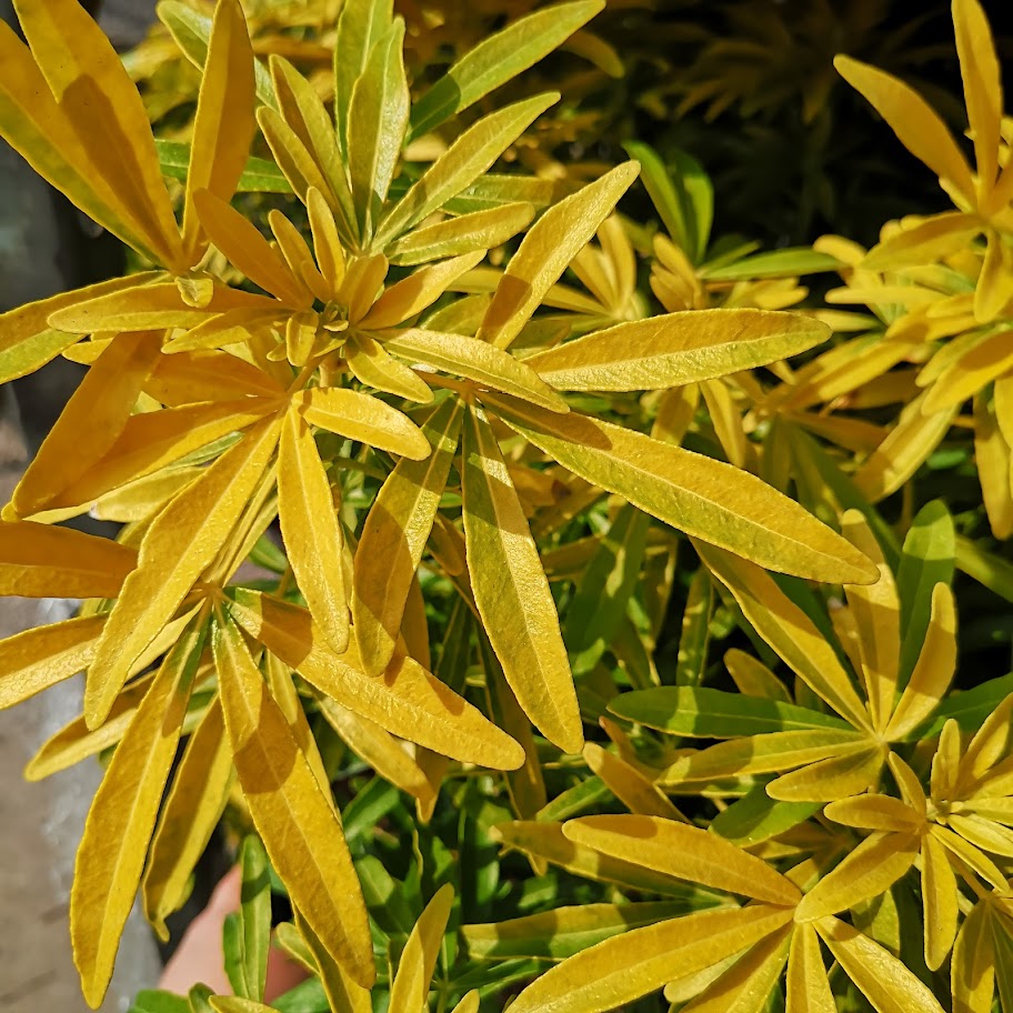  Choisya Ternata Gold Star