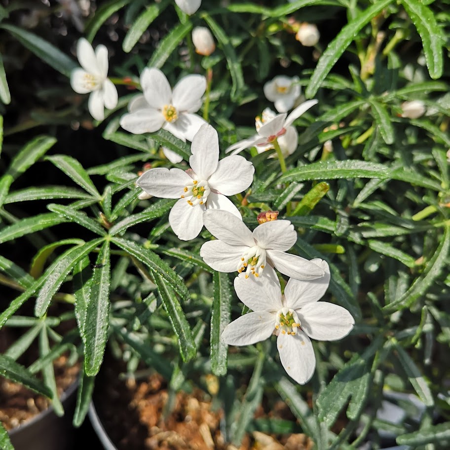  Choisya Ternata Scented Gem