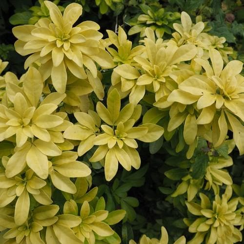  Choisya Ternata Sundance
