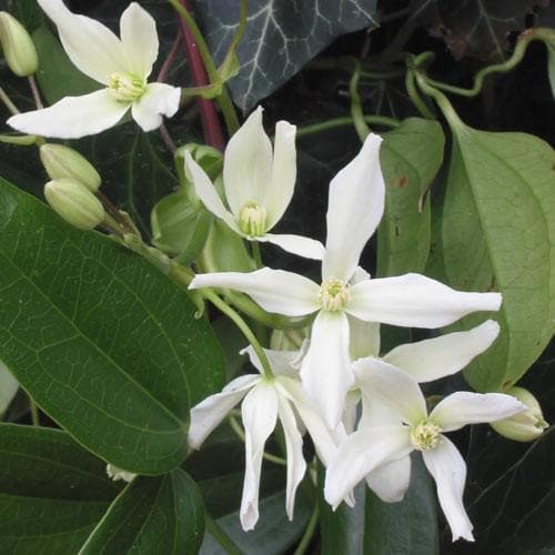  Clematis Armandi
